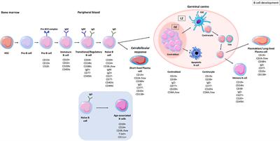 Frontiers | The Role Of B Cells In Adult And Paediatric Liver Injury